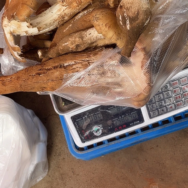 成***厂中国大陆石屏县鸡纵菌中国大陆