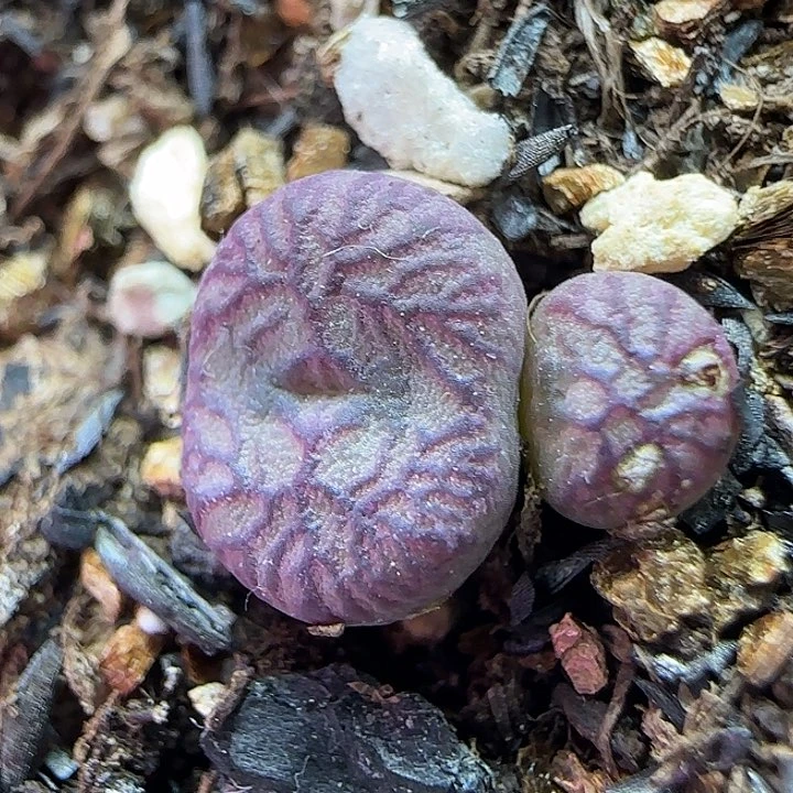 560送奶工杂交福利