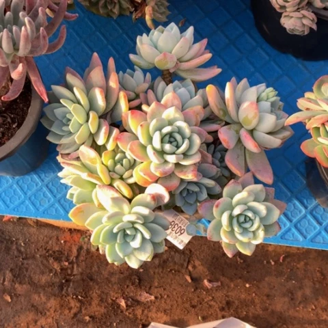 小*影6038冷香多肉