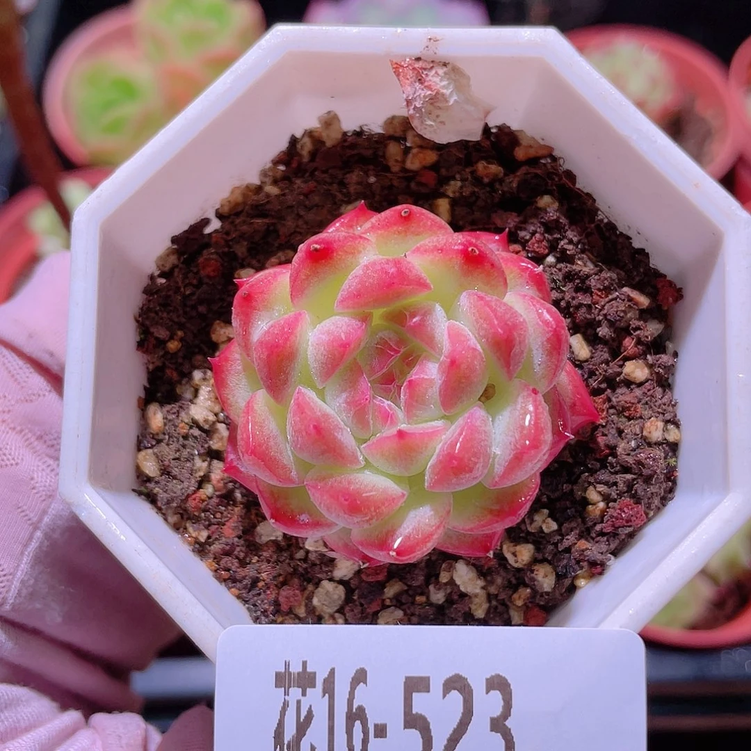 花利美16-523明月心
