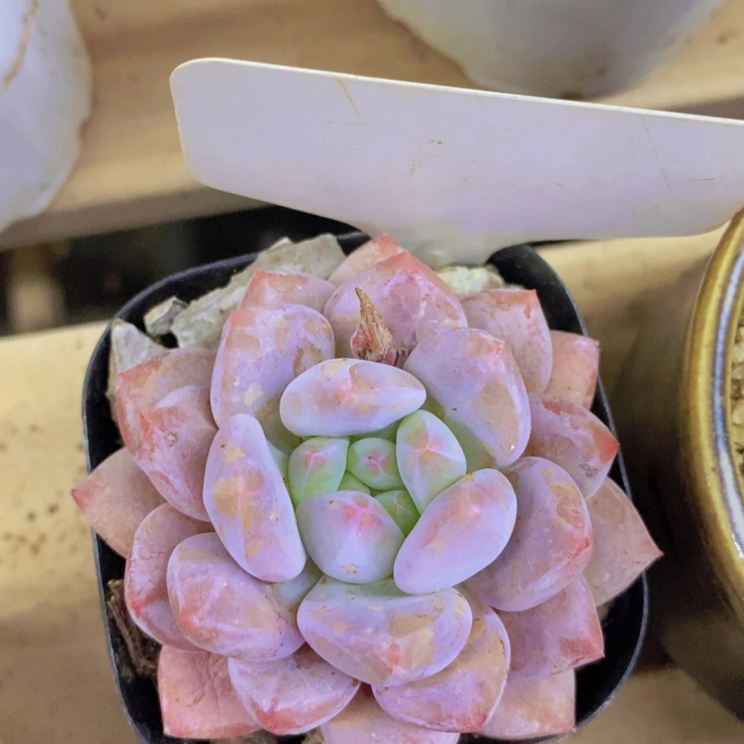 清货，一物一拍，看准，不对称价格