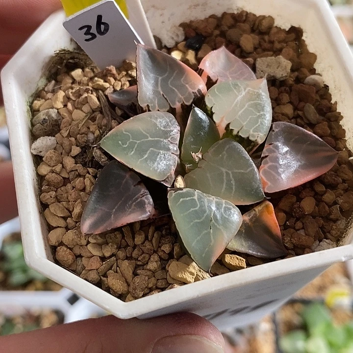 366火凤凰克锦一物一拍