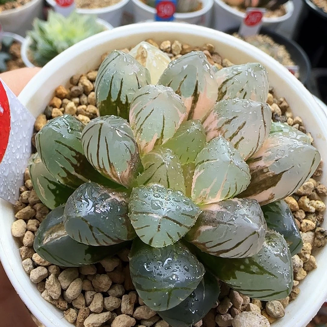 161号OM玉露锦一物一拍带盆土