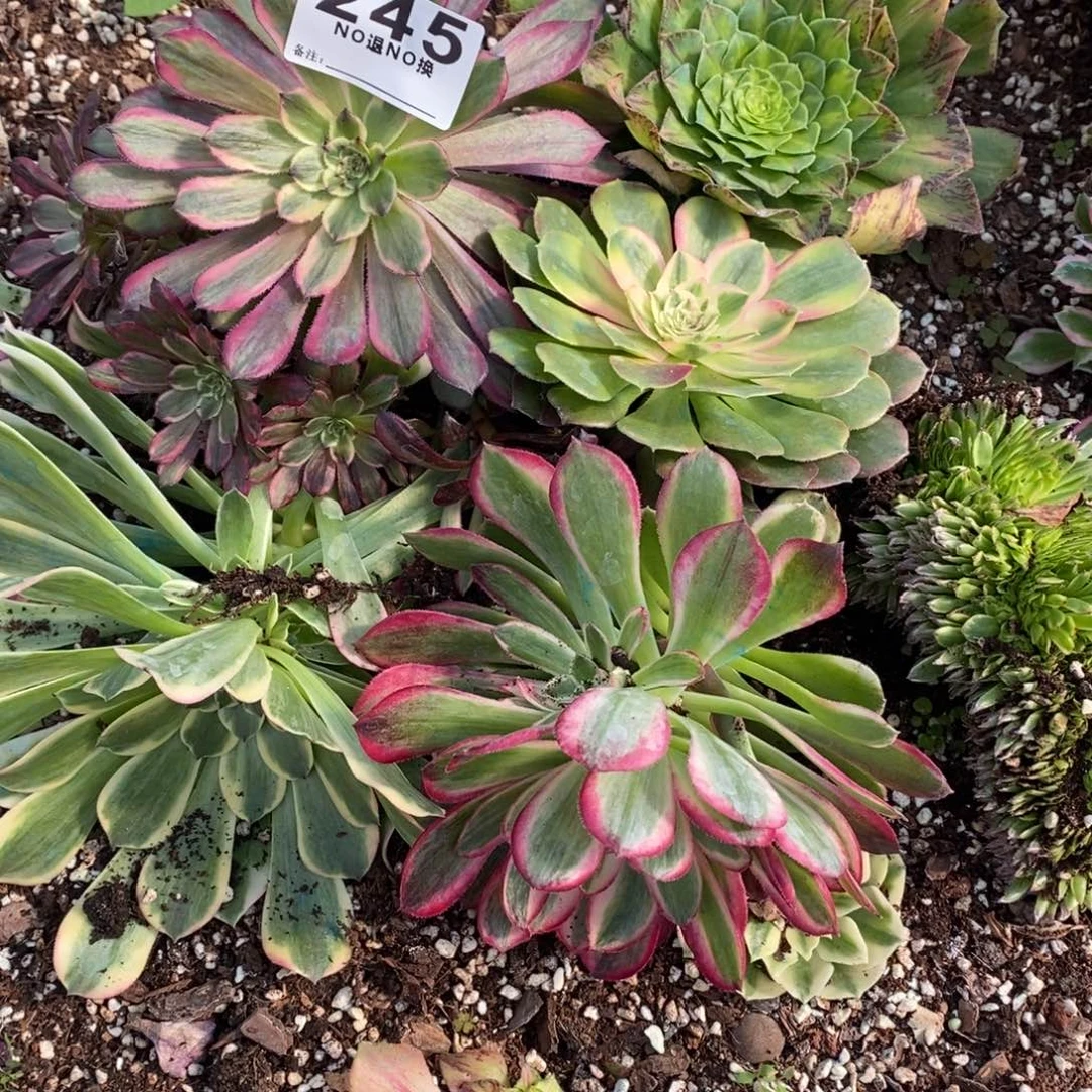 245多肉法师锦5个