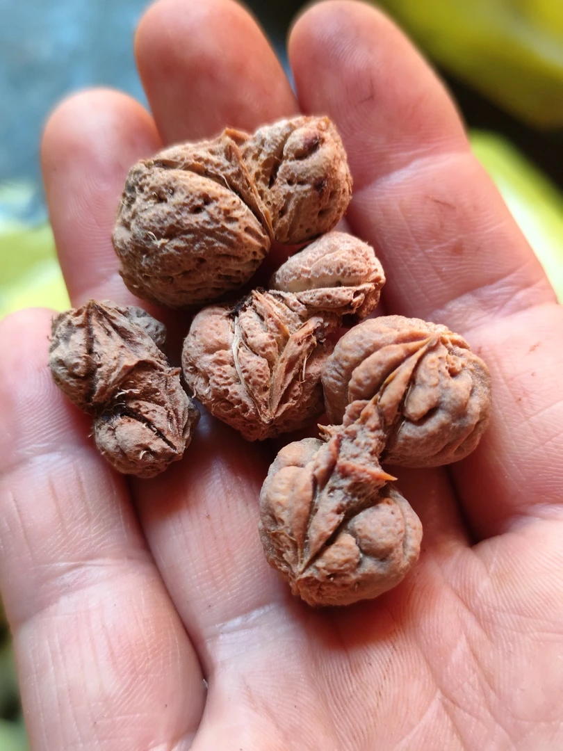 异性桃核一共4颗