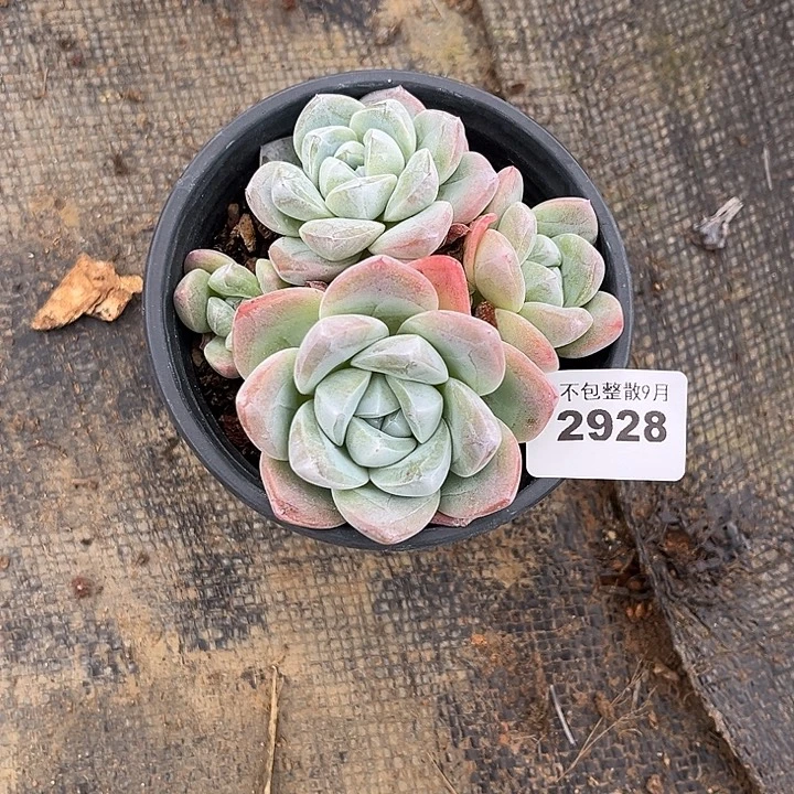 阿雅园艺。          2928