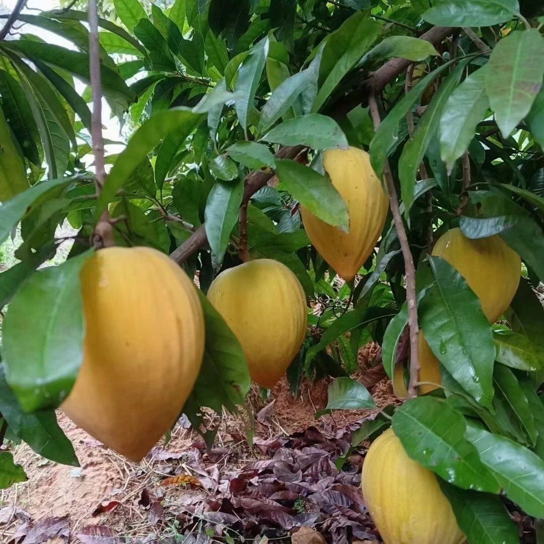 正宗耀堂仙桃鸡蛋菓树苗四季绿植花卉盆栽地栽当年开花