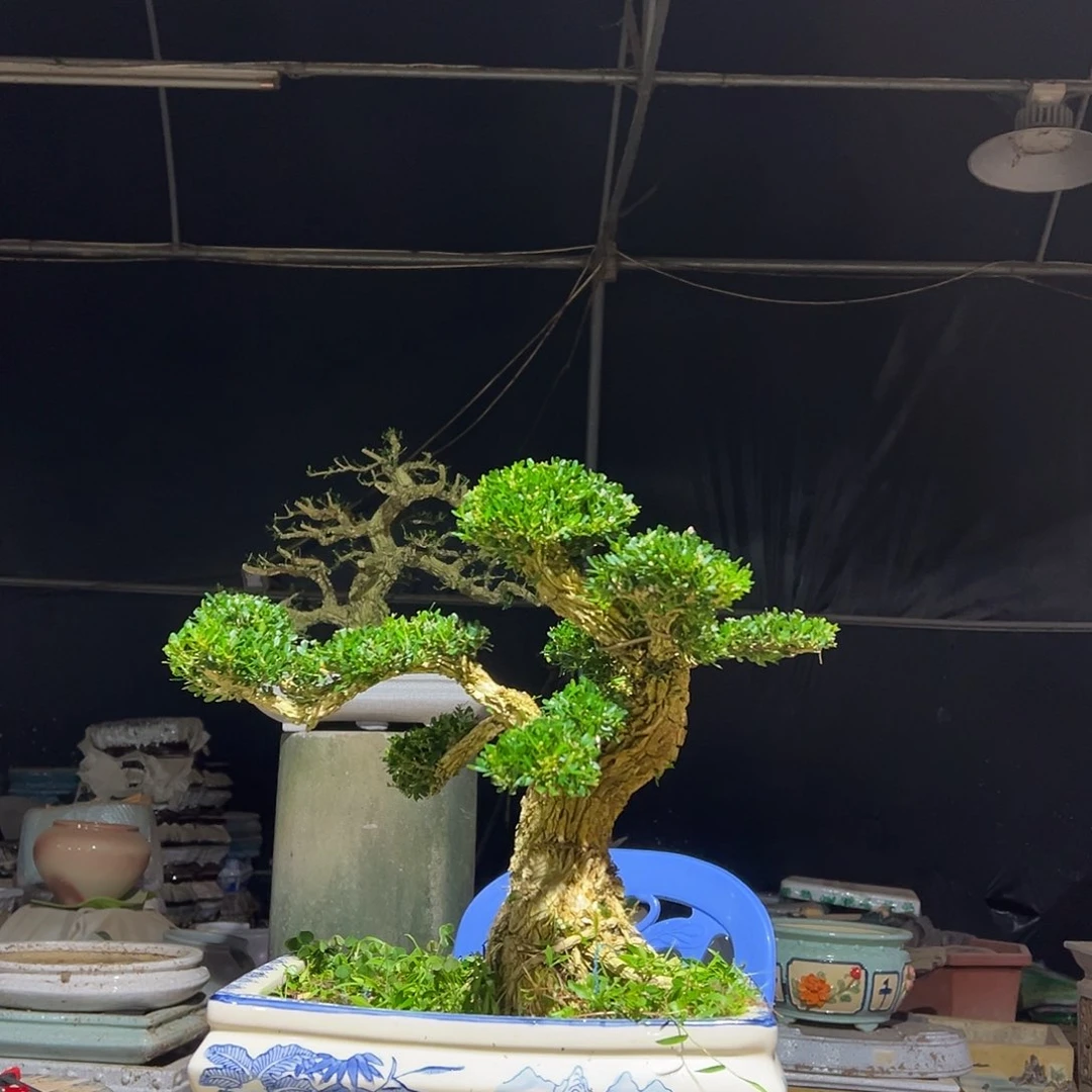 无花朵广东雀舌黄杨盆景