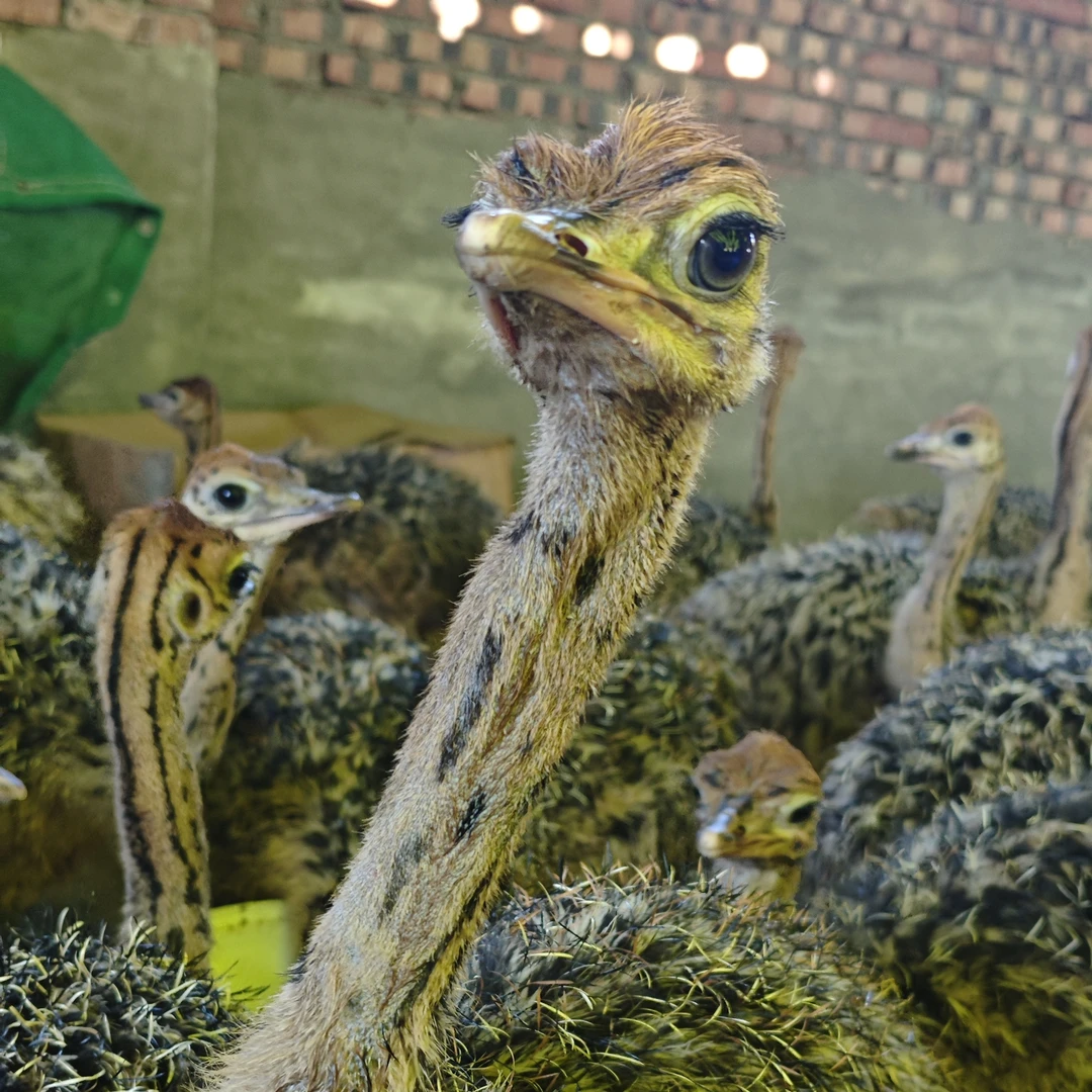 宠物脱温大鸟 基地直发 一级鸟