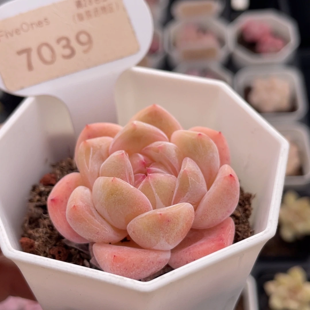 琥珀7039-4.5厘米