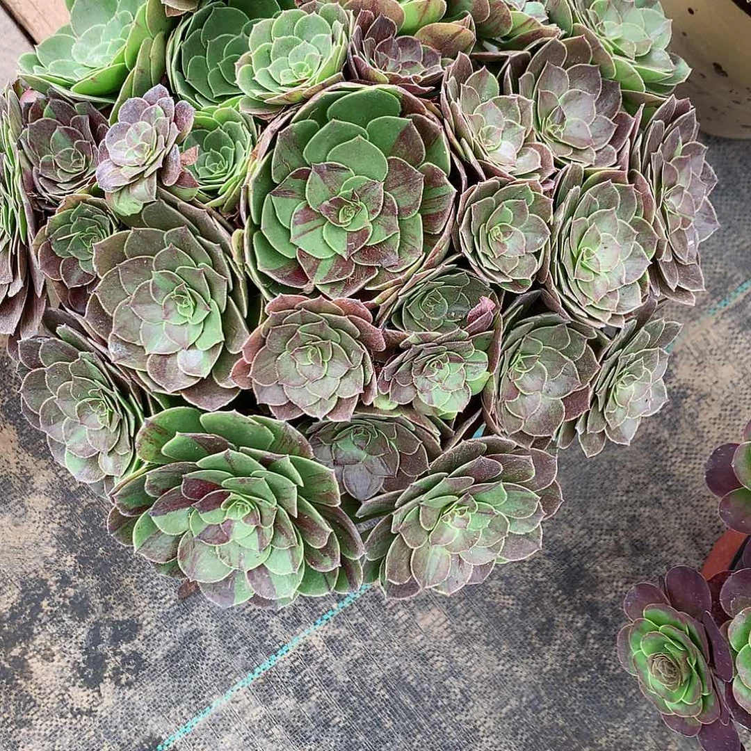 小***云完全开放法师图片植物多肉