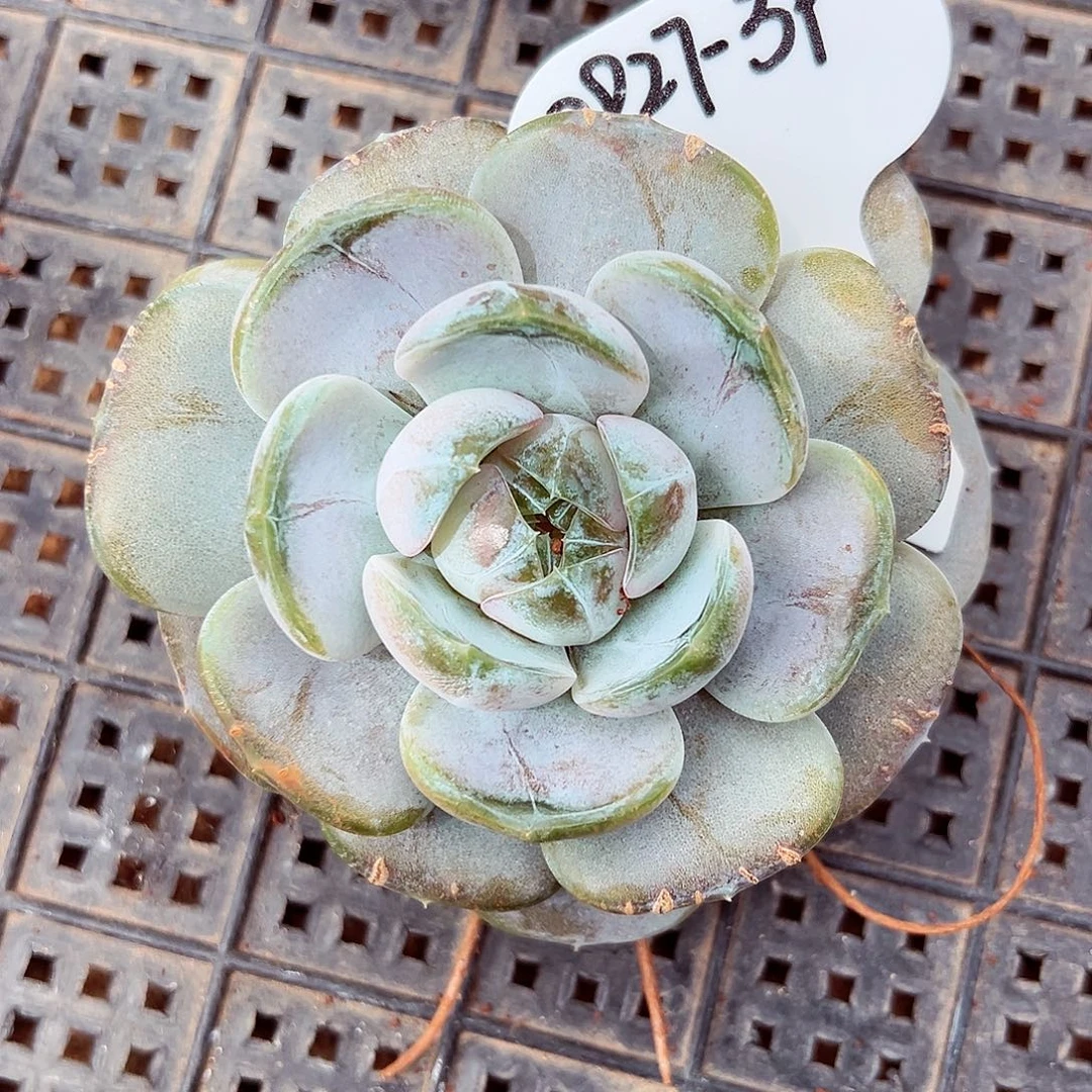 0927-39蜜家新品绝绝子