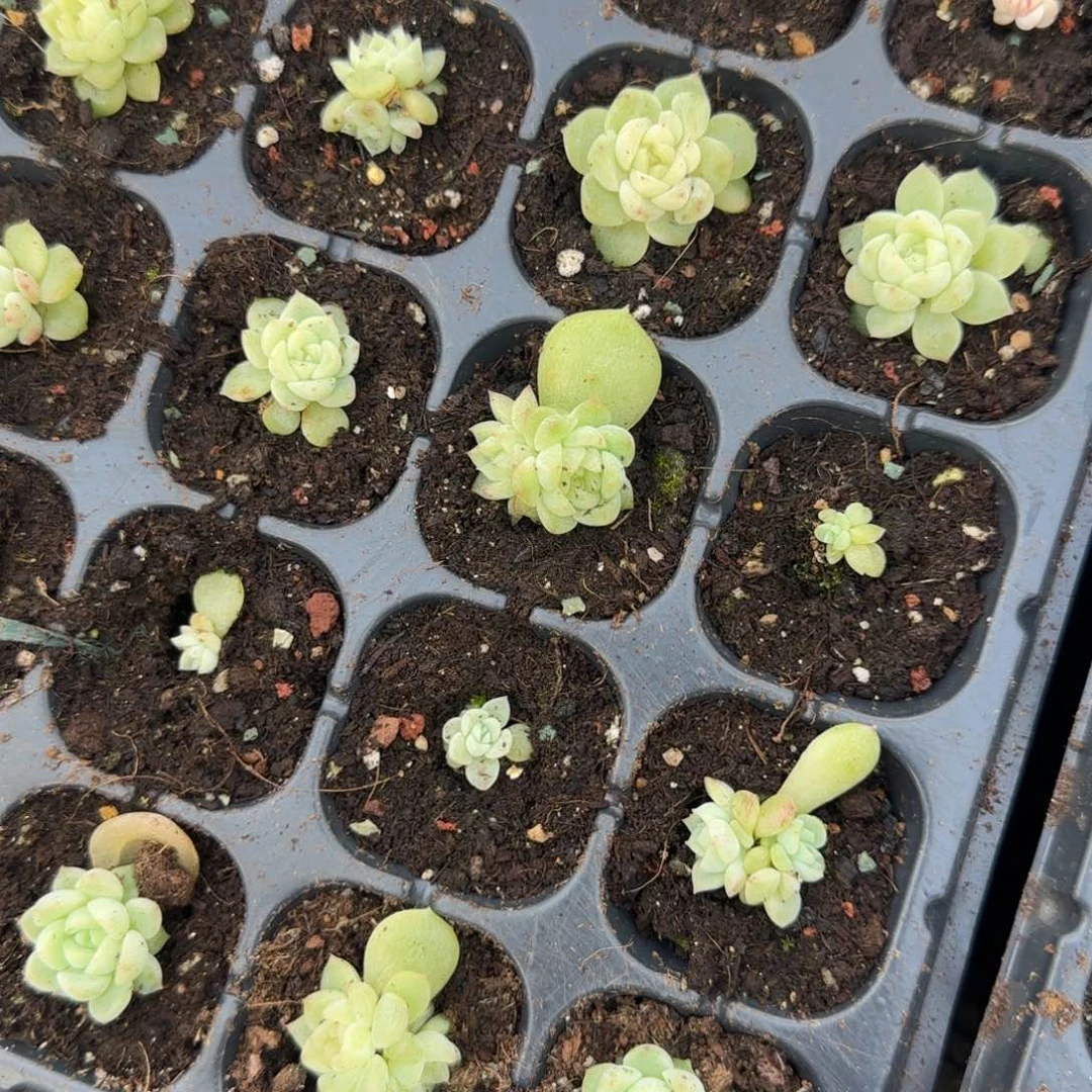 大一点泼天 穴一个床满25包邮