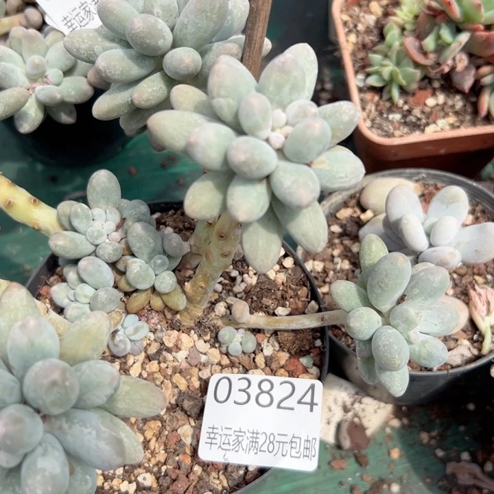 幸运的是我还在努力