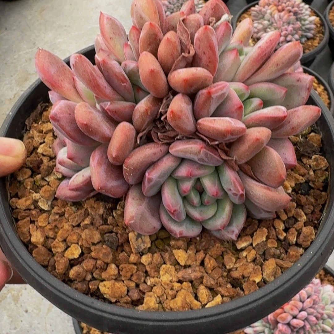 爱丽儿 朵朵缀  一物一拍