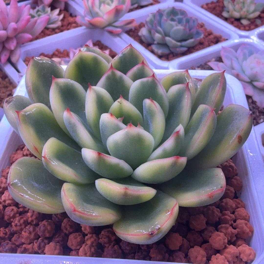荷花锦 多肉植物锦
