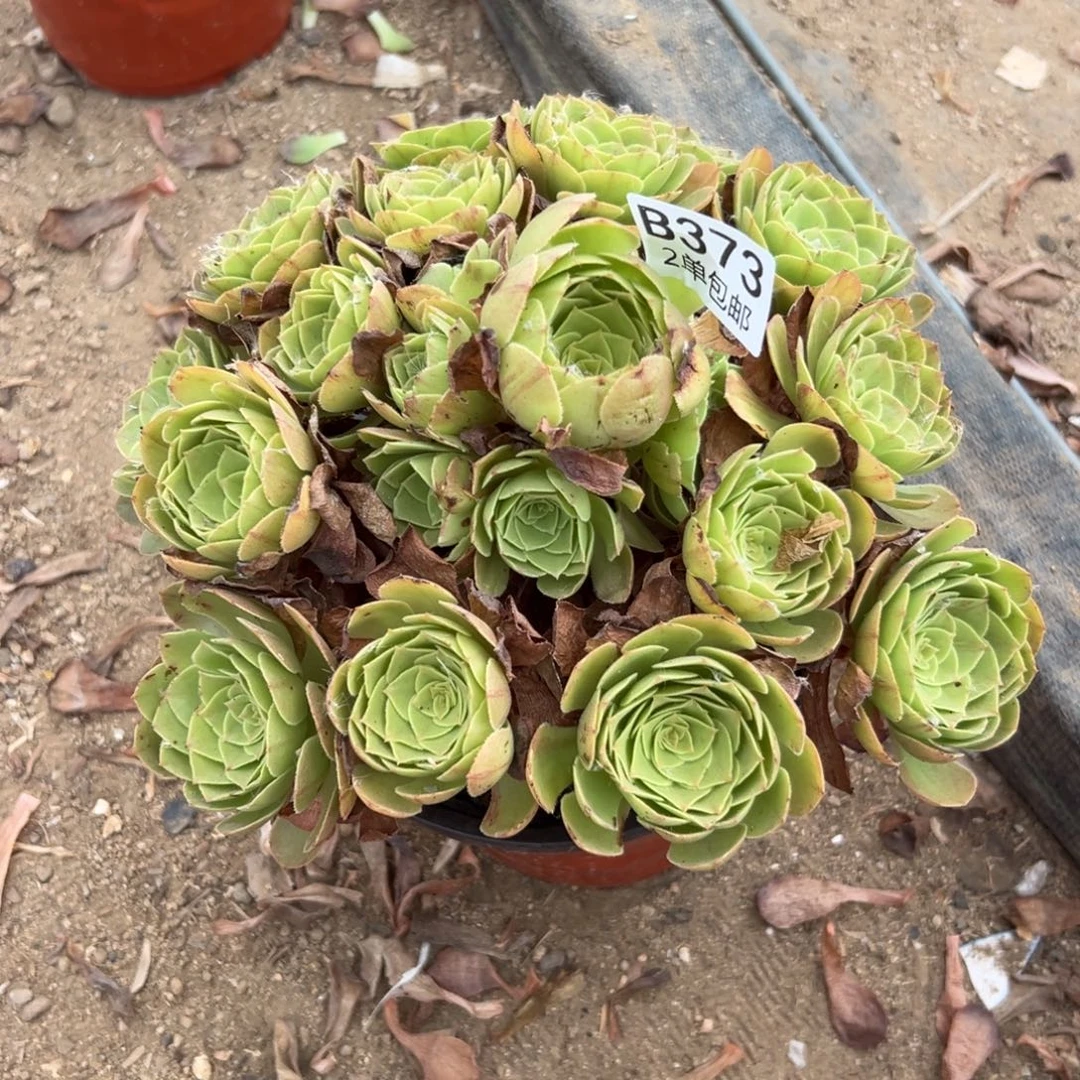 373多肉   粉花妖