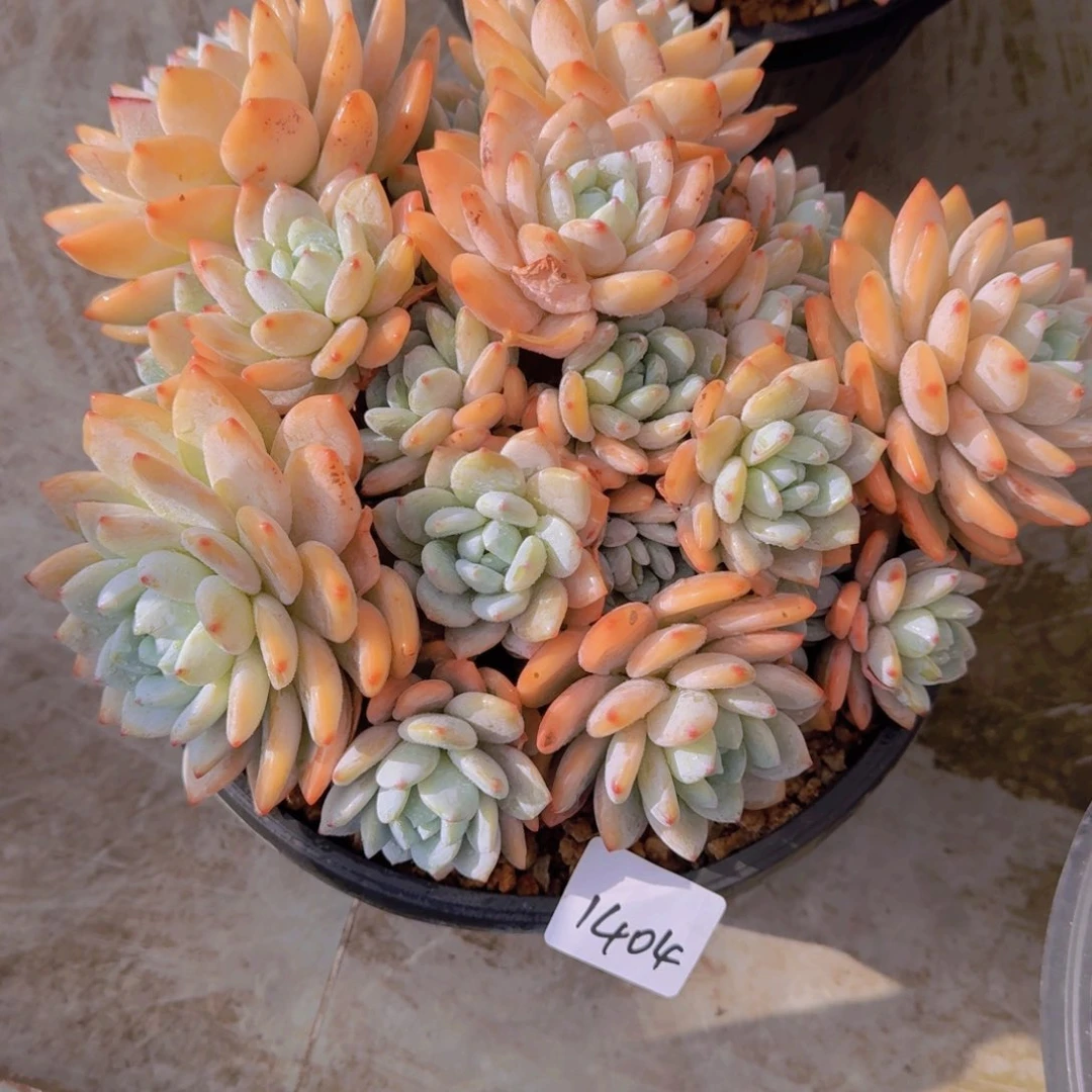 1404冷香多肉植物