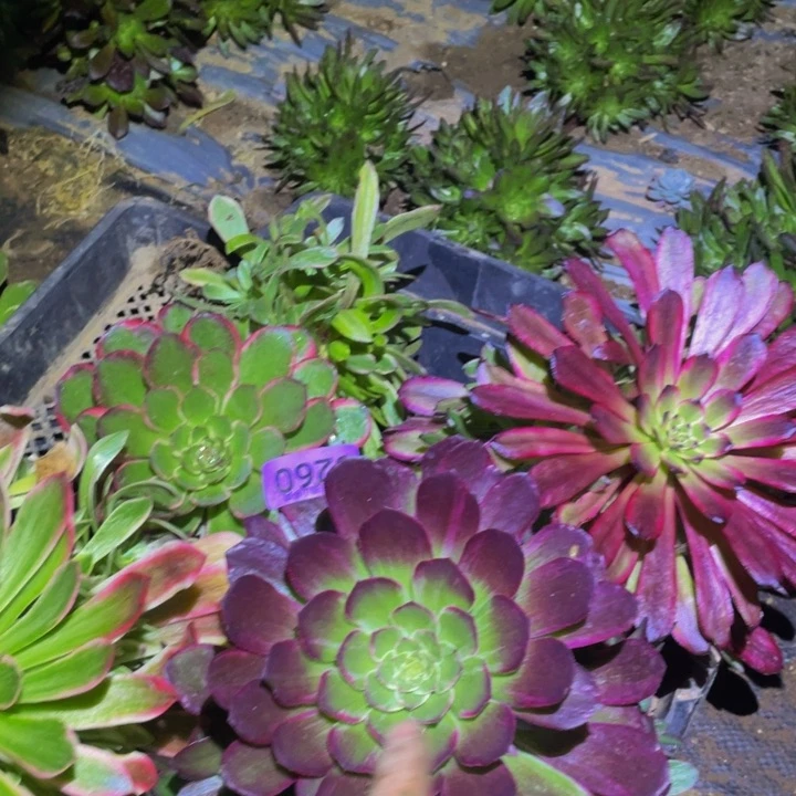 5260万花筒套餐多肉植物