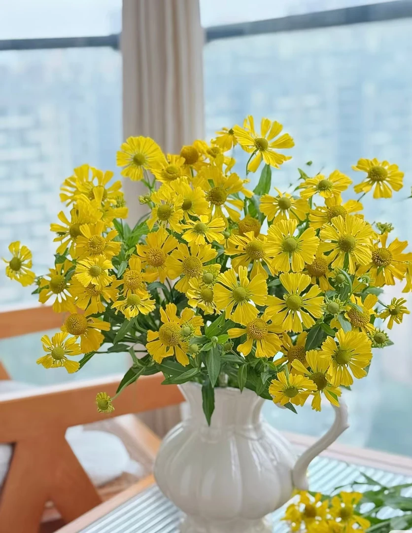 【油画小菊】云南鲜花 花期超长 顺丰包邮