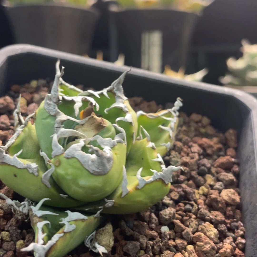 守***人魔丸88888888888888