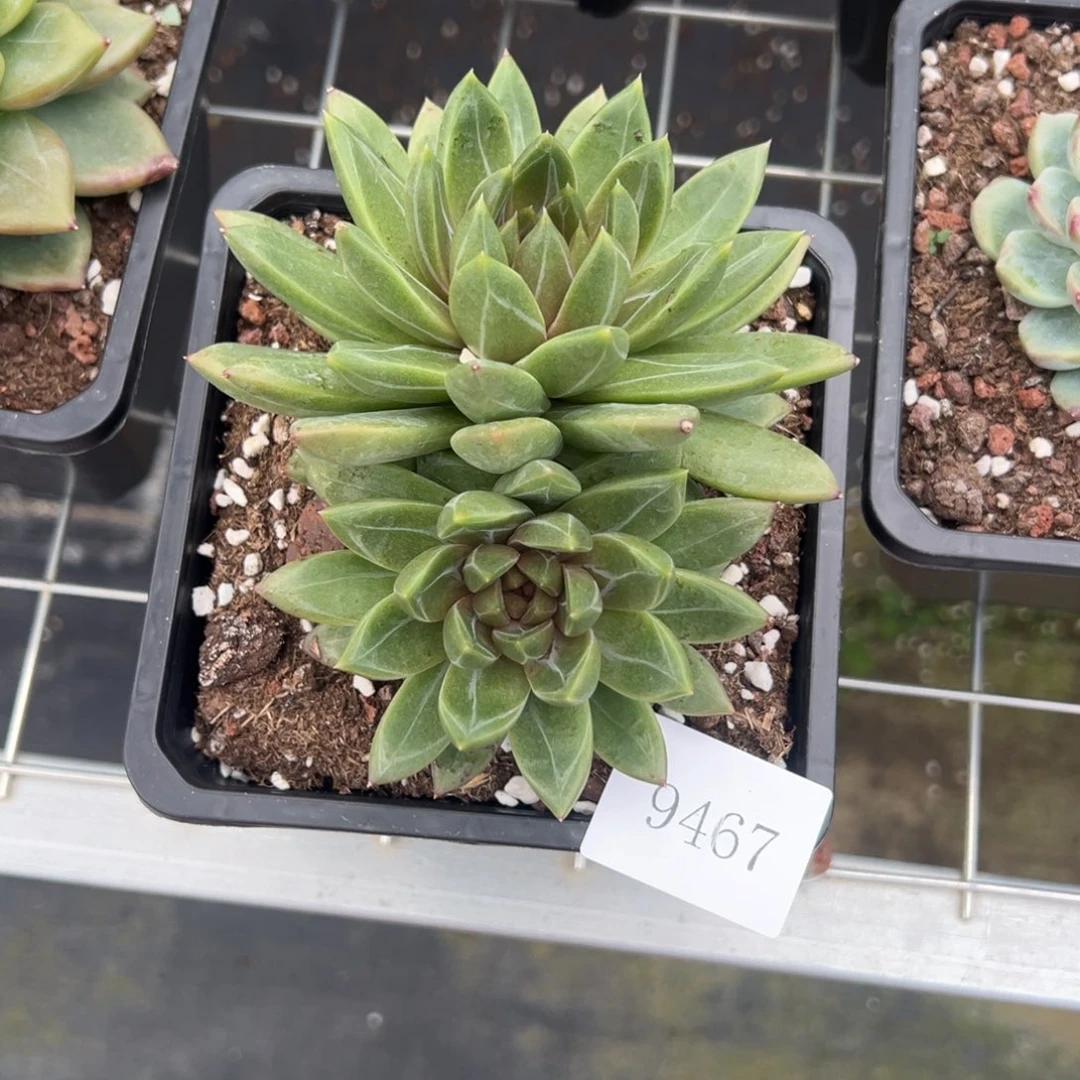 优****9467前肉肉肉肉肉