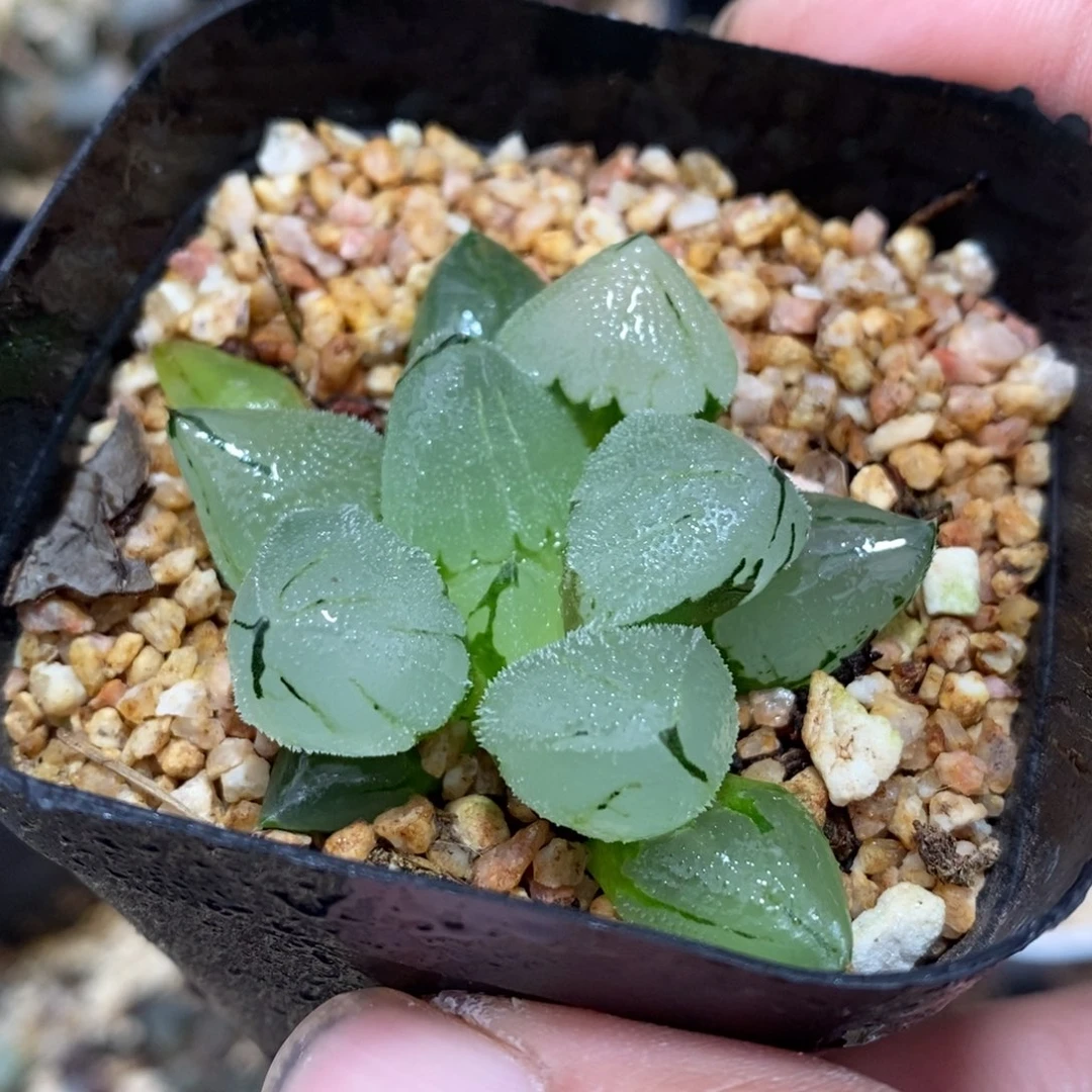 一颗冰鸾玉 开播福利