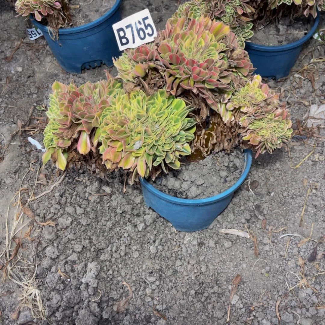 红袖法师28////32包邮