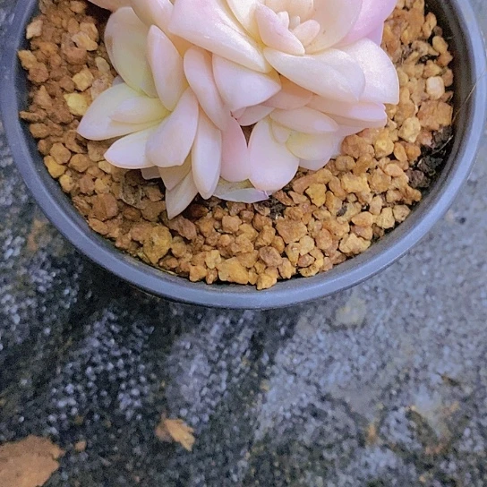 无花朵艺**4风车锦多肉植物