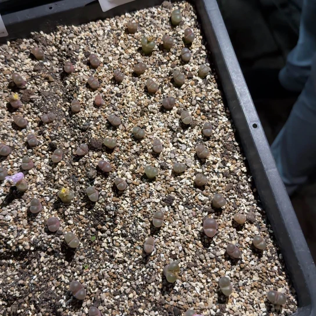 呼***呼多肉多肉多肉10.10-048