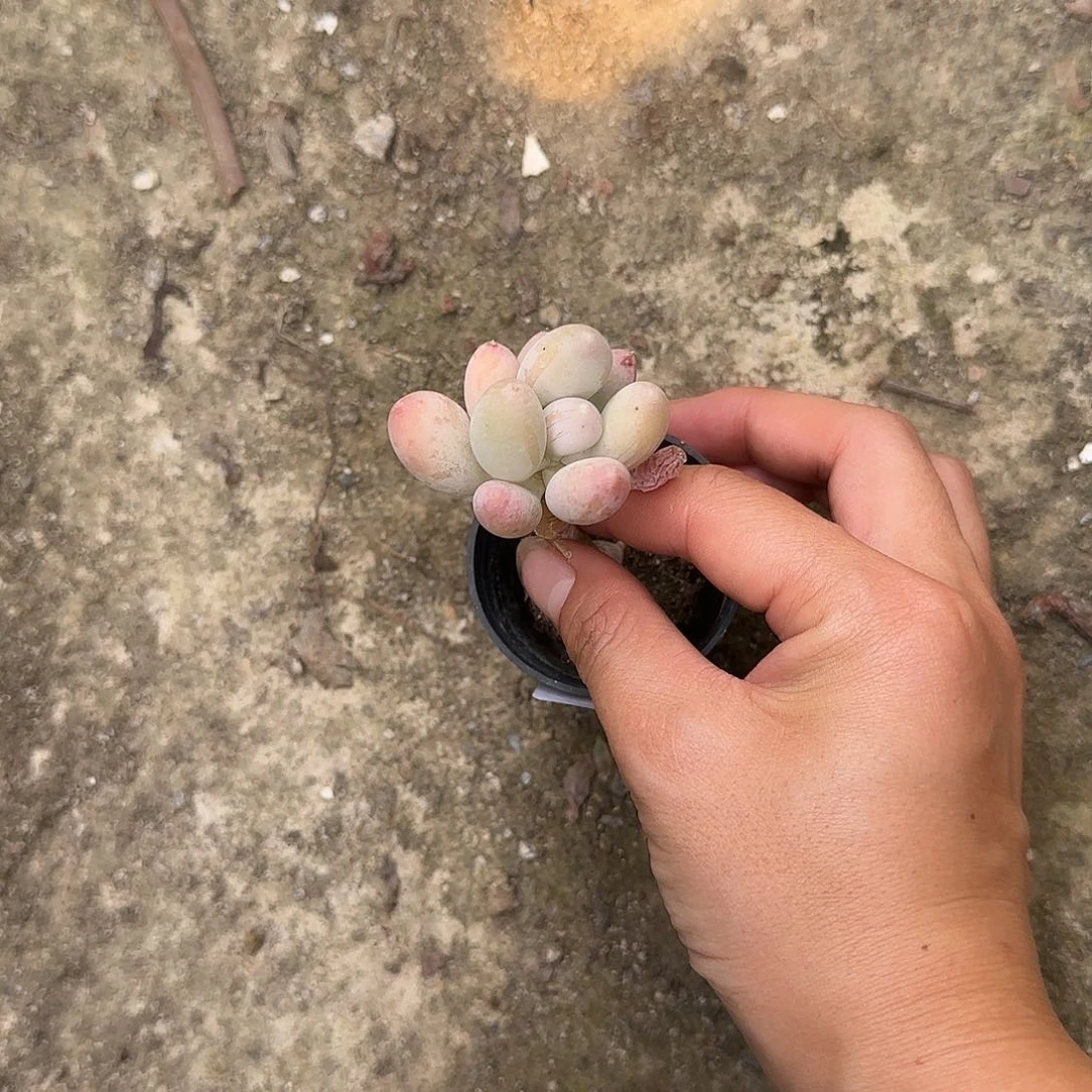 ?**冕122号 一物一拍