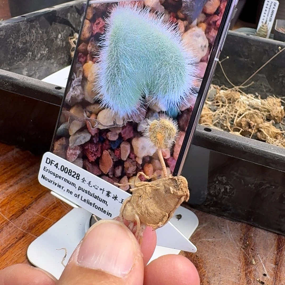 全毛心叶雾冰玉一个