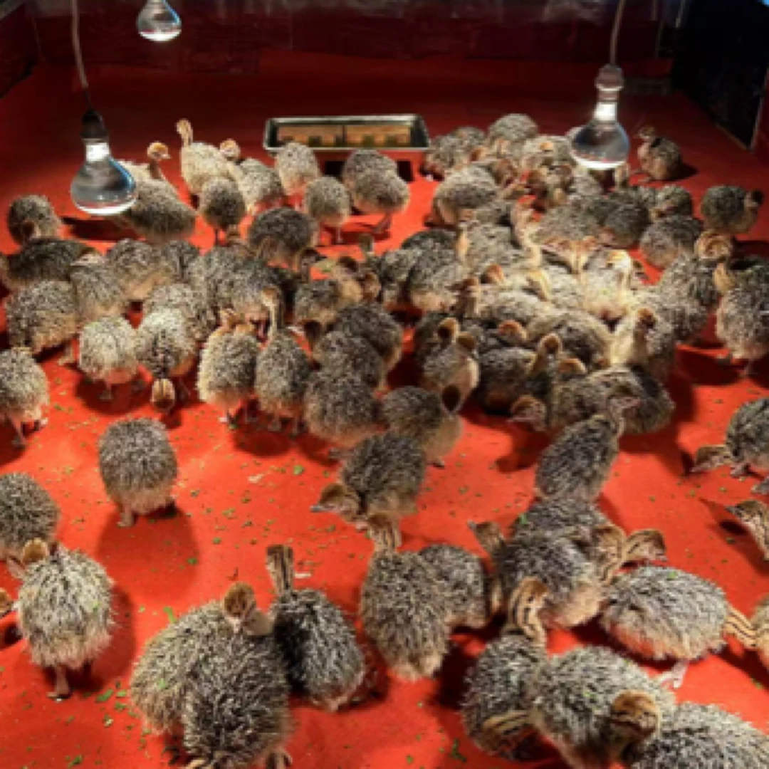 十天宠物文（驼）鸟可牵绳可遛弯还能观赏