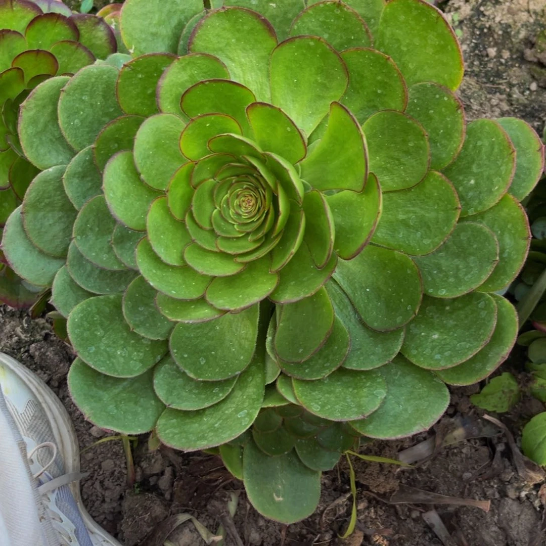 万圣节多肉植物捧花的的