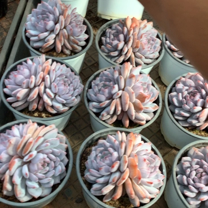 双头星星橙2颗两单包邮