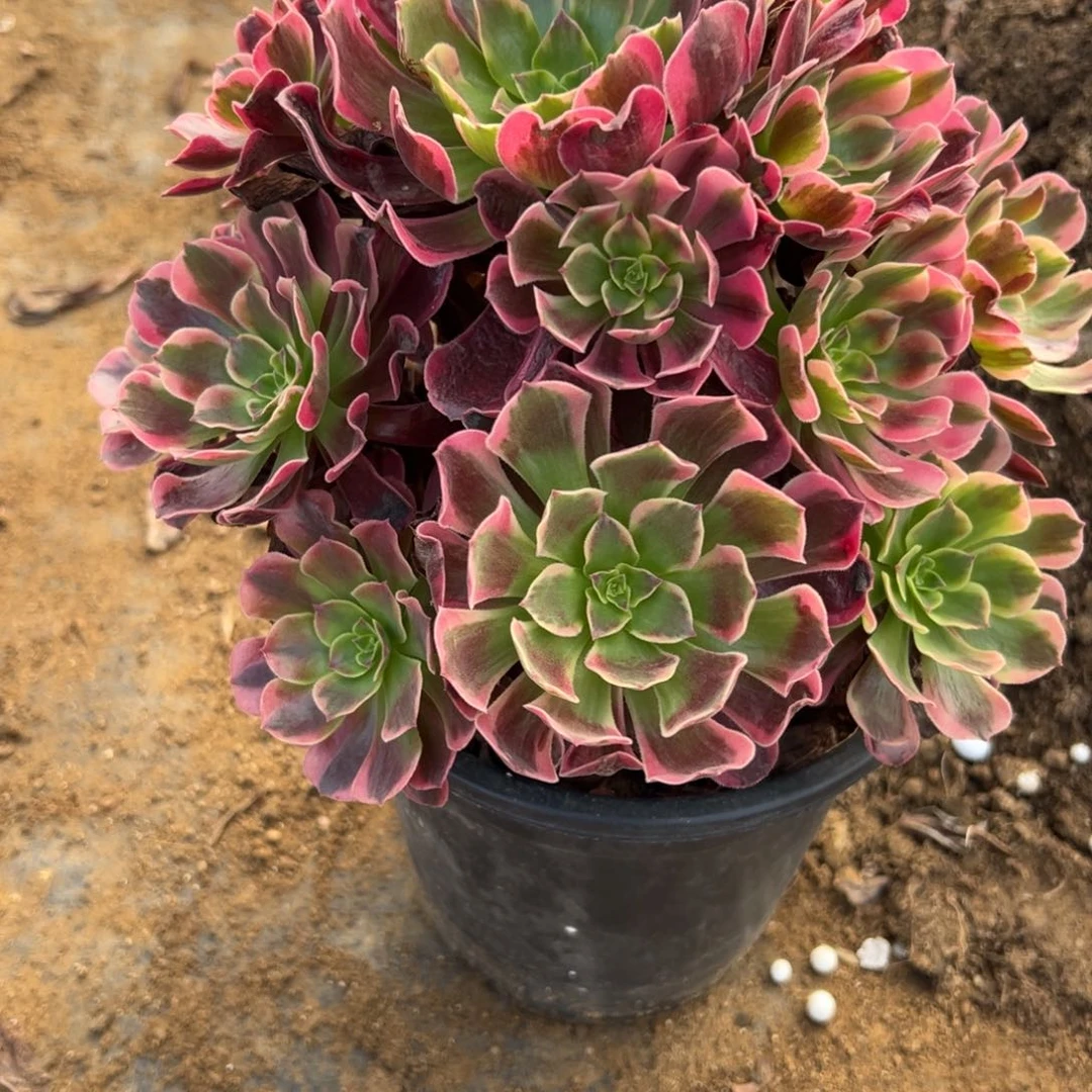 懒**o3凤冠多肉多肉多肉duorou