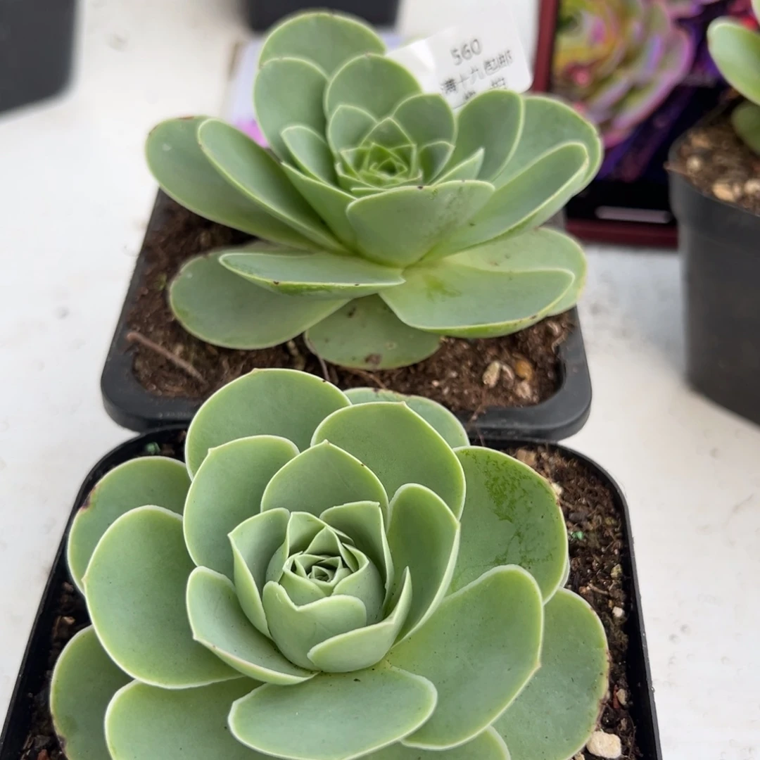 560 山地玫瑰基地带盆土