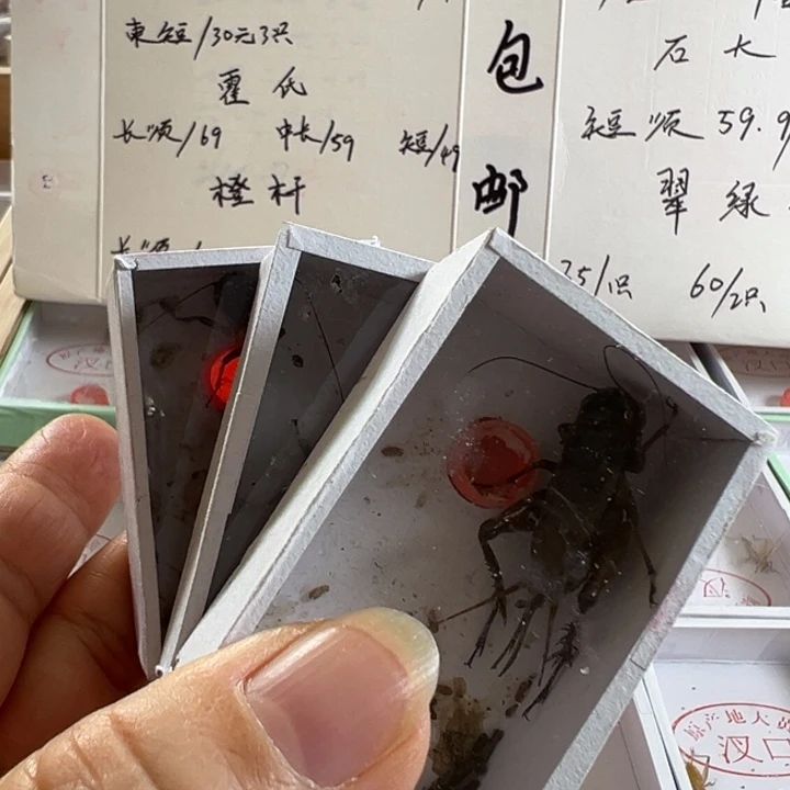 三只定山湖黑虫蛉