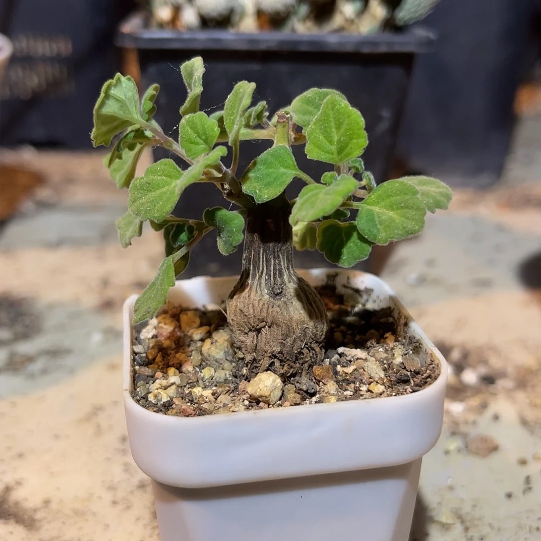 爱氏延命草一物一拍