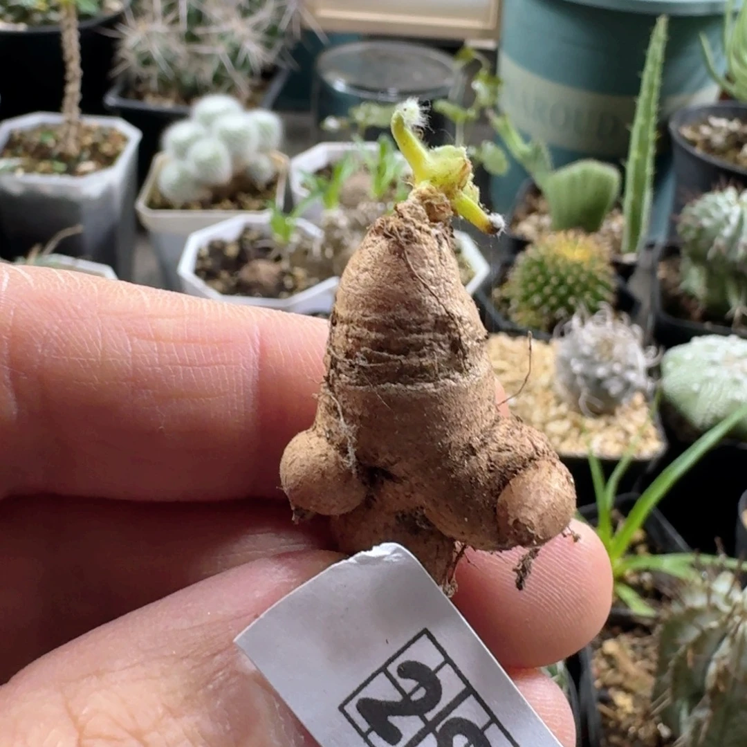 292罗伯塔洋葵脱土发货