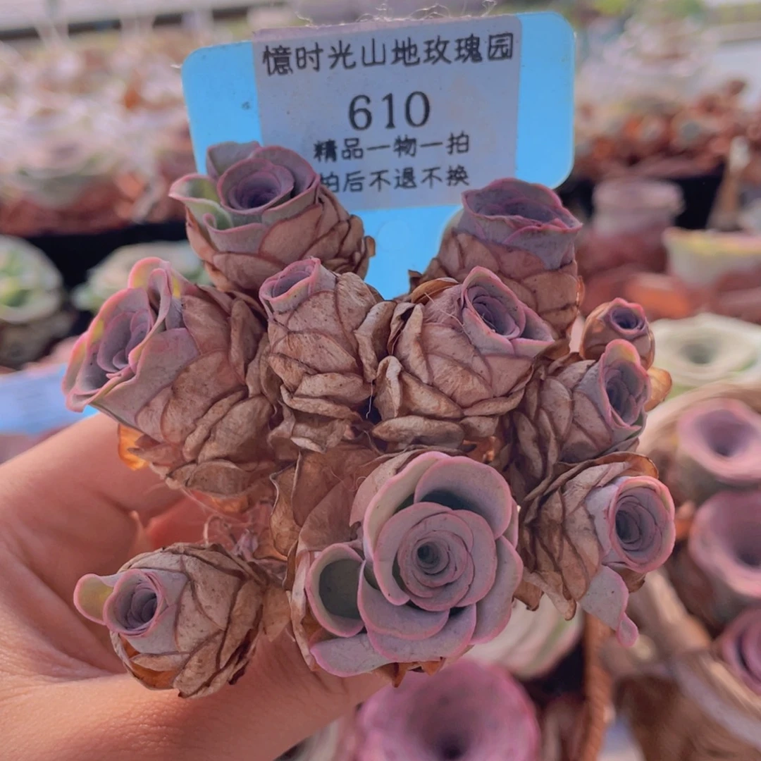 山地玫瑰610断枝不包损不售后