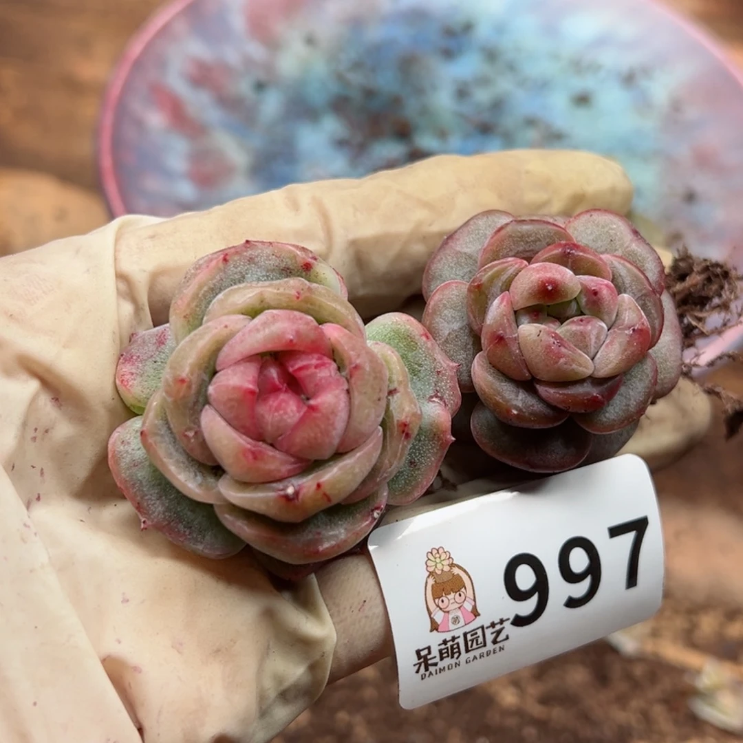 多肉植物多肉植物