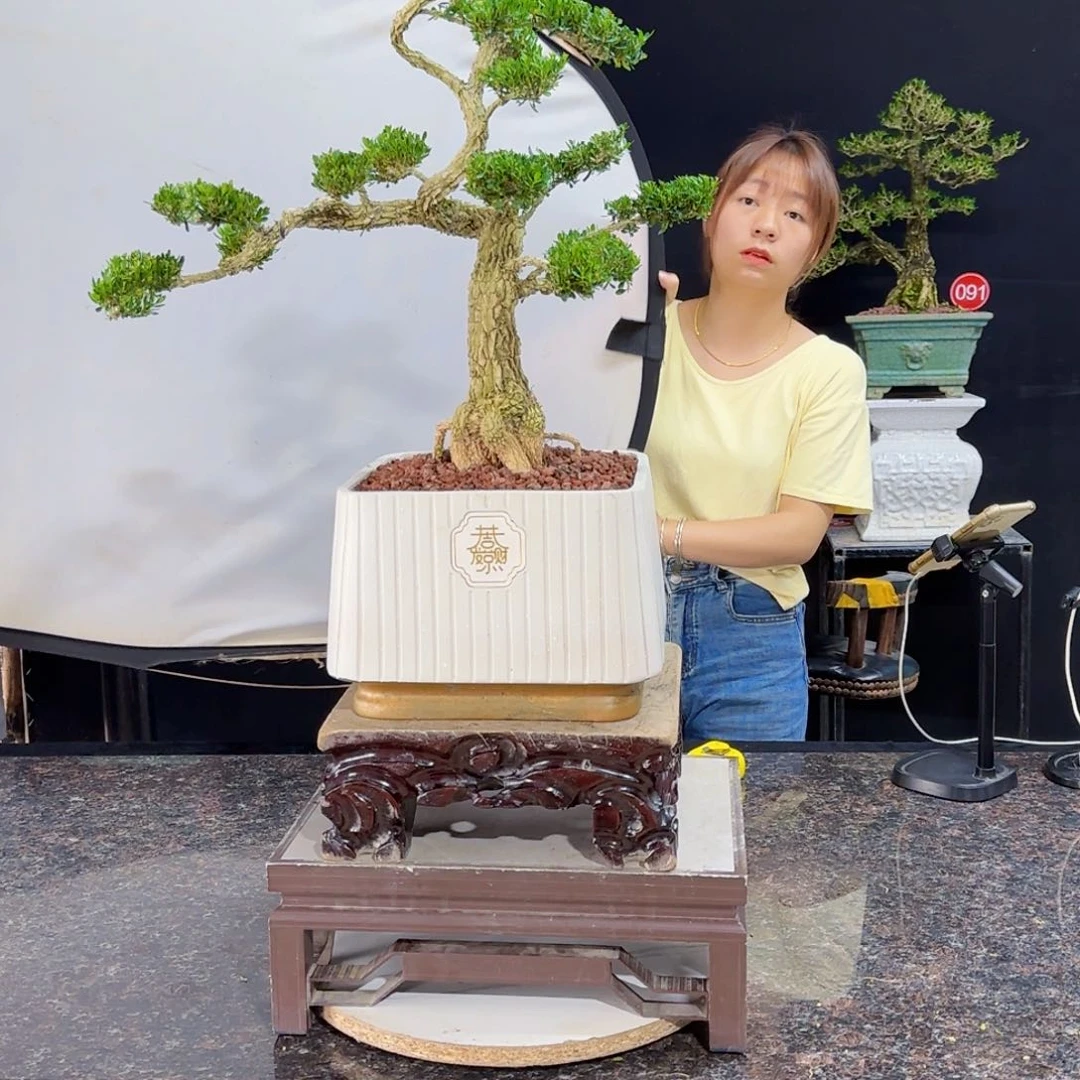 当前无花朵，栽培后可花朵
