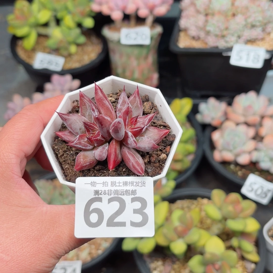 墨韵双头无盆土发货