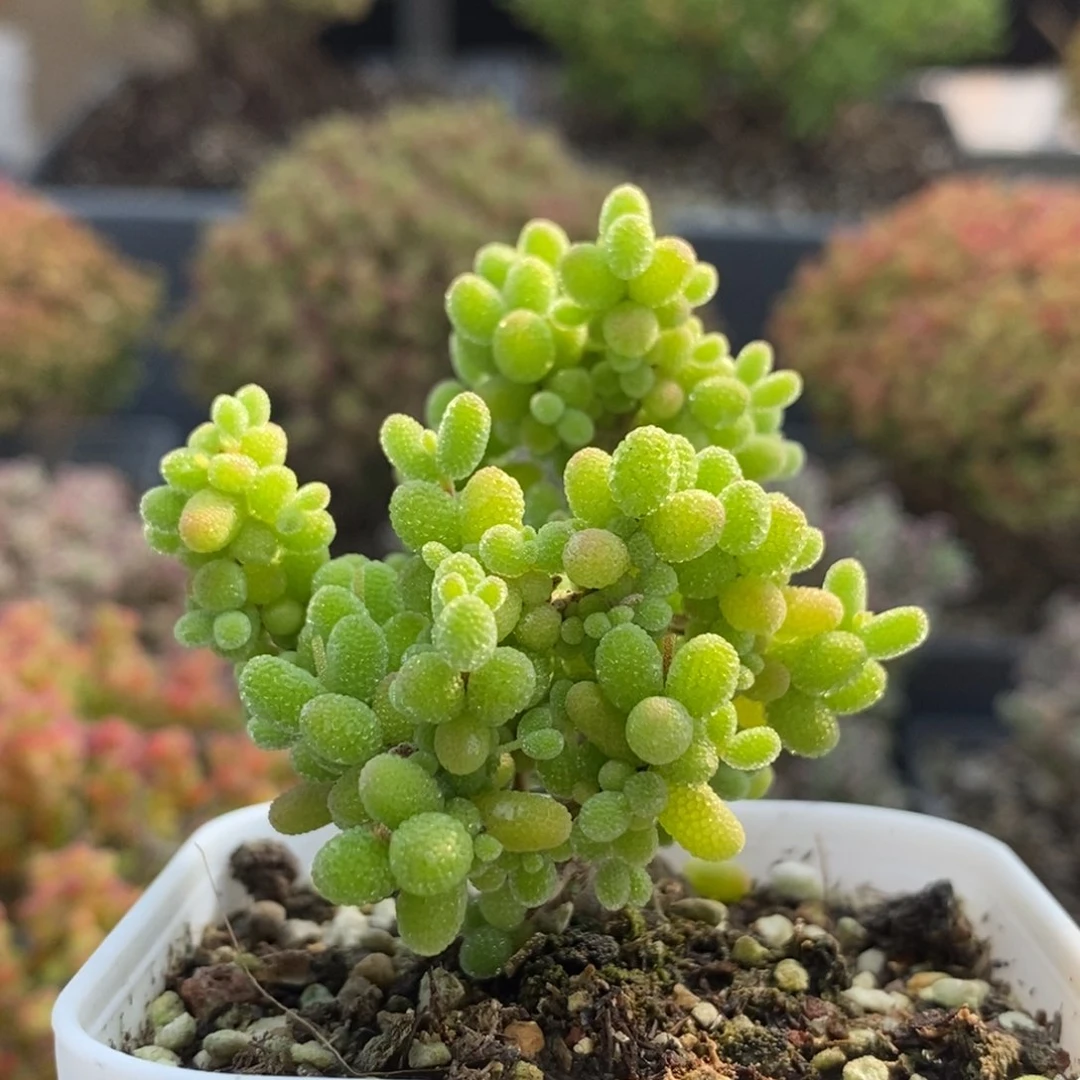 金橘糖球6035枝干番杏