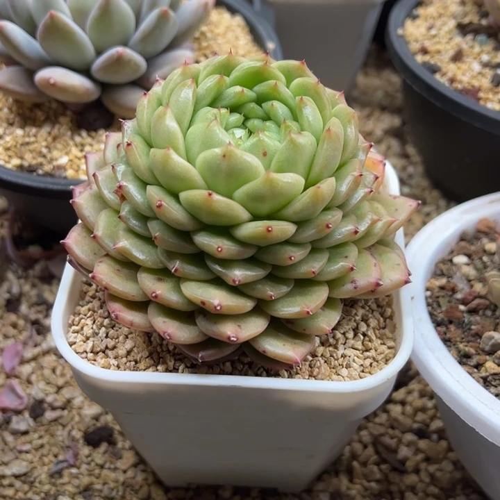 灯泡珍妮 夏鸣园艺