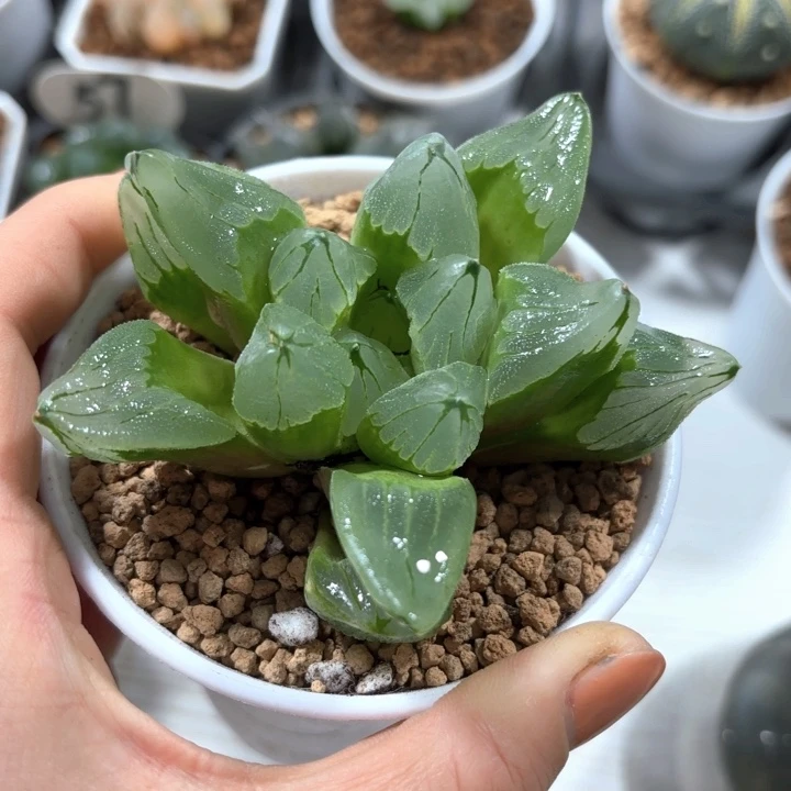 冰城寿白盘多肉植物