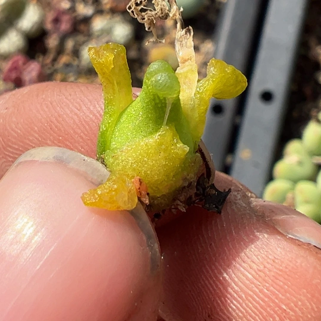 多肉植物11111111111111