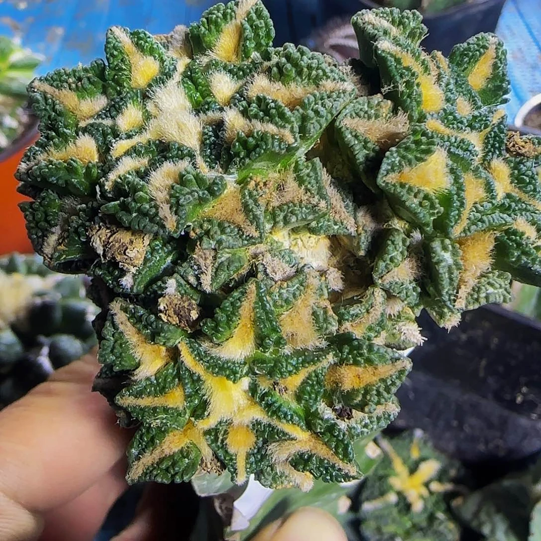 颗粒黑群头417。