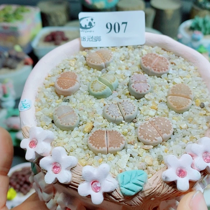 生石花花花花花花花花907